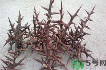皂角刺的藥用價(jià)值是什么？皂角刺的功效與作用有哪些？