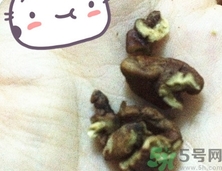 三只松鼠多少錢一袋？三只松鼠價(jià)格