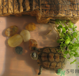 家里養(yǎng)烏龜好不好？家里養(yǎng)烏龜有什么講究？