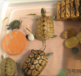 家里養(yǎng)烏龜好不好？家里養(yǎng)烏龜有什么講究？