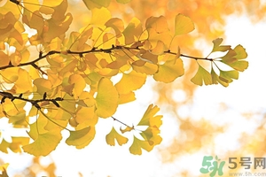 秋燥吃什么好？秋燥怎么辦？