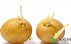 土豆發(fā)芽了還能吃嗎？發(fā)芽的土豆吃了會(huì)怎么樣？