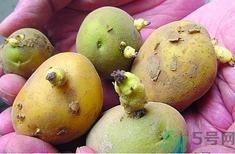 土豆發(fā)芽了還能吃嗎？發(fā)芽的土豆吃了會(huì)怎么樣？