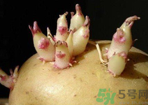 土豆發(fā)芽了還能吃嗎？發(fā)芽的土豆吃了會(huì)怎么樣？