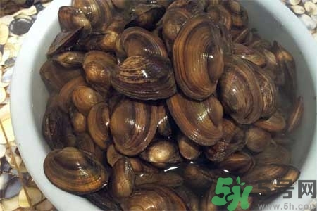 如何挑選河蚌？河蚌的營養(yǎng)價值？