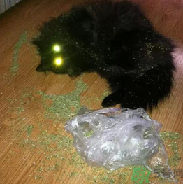 貓薄荷怎么用？貓薄荷和薄荷的區(qū)別