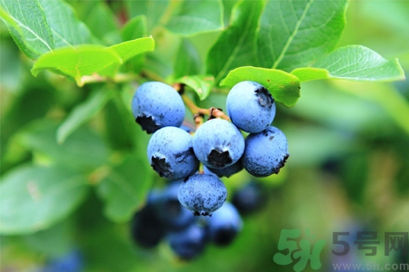 藍(lán)莓怎么洗？藍(lán)莓可以怎么吃？