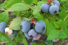 藍(lán)莓怎么洗？藍(lán)莓可以怎么吃？