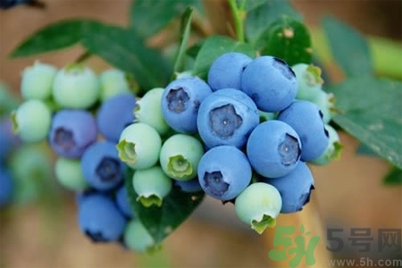 藍(lán)莓怎么洗？藍(lán)莓可以怎么吃？