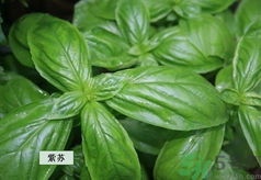孕婦可以吃紫蘇嗎？孕婦吃紫蘇的好處及注意事項