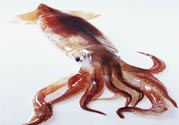 魷魚怎么處理？干魷魚怎么泡發(fā)？