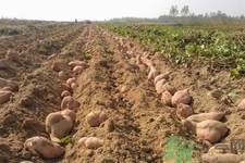 白薯不能和什么一起吃？香蕉和白薯能一起吃嗎？