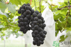 夏黑葡萄孕婦能吃嗎？孕婦吃夏黑葡萄的好處及禁忌