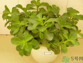救心菜怎么吃？救心菜的吃法