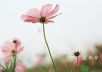 秋分吃什么？秋分吃什么水果？