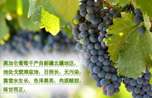 黑加侖皮能吃嗎？黑加侖皮的功效