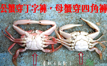 九月份吃公蟹還是母蟹？公蟹和母蟹哪個(gè)更好吃？
