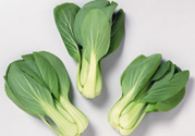 九月份吃什么蔬菜？適合九月份吃的蔬菜推薦