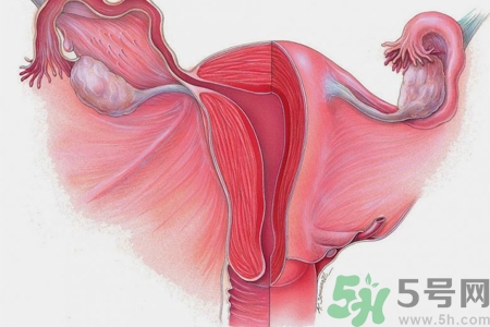 子宮移位的原因是什么？子宮移位的癥狀有哪些？