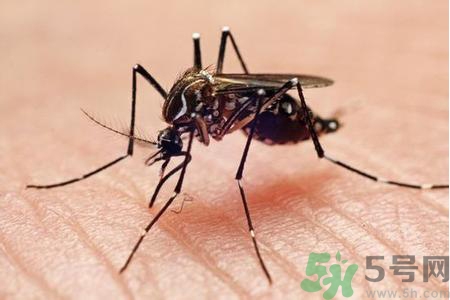 寨卡病毒是如何傳播的？寨卡病毒傳播途徑是什么？