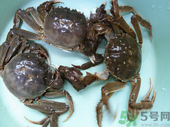 陽(yáng)澄湖大閘蟹怎么保存？陽(yáng)澄湖大閘蟹保存方法