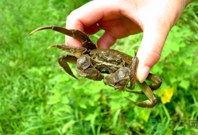 陽(yáng)澄湖大閘蟹怎么保存？陽(yáng)澄湖大閘蟹保存方法