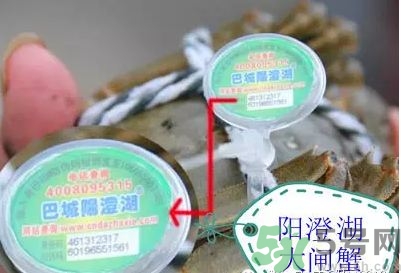 陽澄湖大閘蟹真假怎么辨別?陽澄湖大閘蟹真假對(duì)比圖