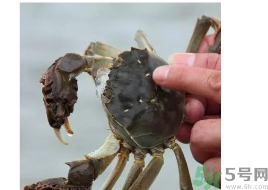 陽澄湖大閘蟹真假怎么辨別?陽澄湖大閘蟹真假對(duì)比圖