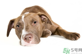 懶有什么壞處？懶有什么好處？