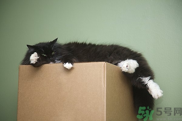 懶有什么壞處？懶有什么好處？