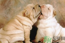 被狗咬出血怎么辦？被狗咬了沒出血怎么辦？