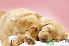 被狗咬出血怎么辦？被狗咬了沒出血怎么辦？