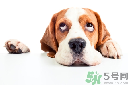 被狗咬出血怎么辦？被狗咬了沒出血怎么辦？