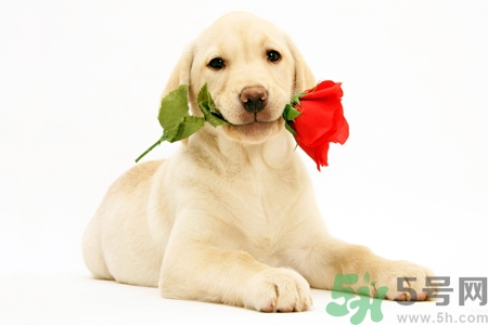 被狗咬出血怎么辦？被狗咬了沒出血怎么辦？