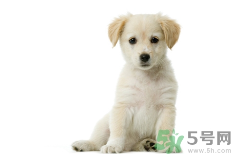 被狗咬出血怎么辦？被狗咬了沒出血怎么辦？