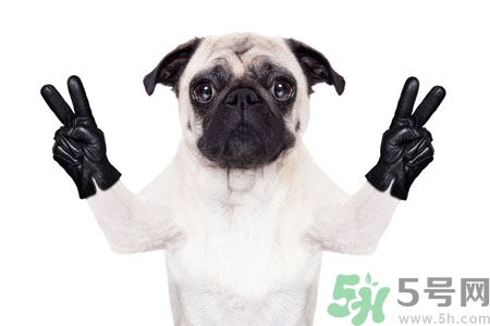 狗狗吃什么最好？狗狗不能吃的食物有哪些？
