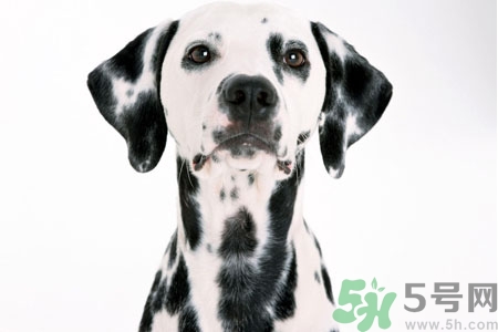 狗狗怎么訓(xùn)練？狗狗怎么喂養(yǎng)？