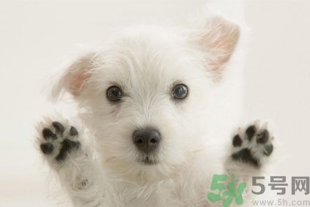 狗狗咳嗽怎么回事？狗狗咳嗽怎么辦？