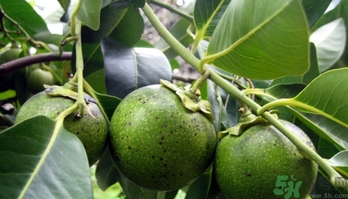 黑柿的營(yíng)養(yǎng)價(jià)值及功效 黑柿怎么吃？