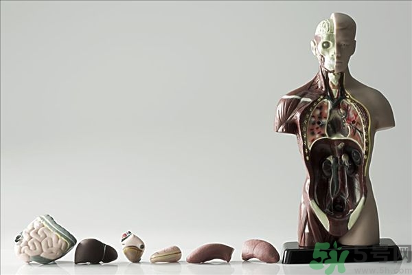 腸炎肚子疼怎么辦？腸炎肚子疼怎么緩解？