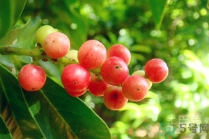 五月茶的功效 五月茶怎么吃？