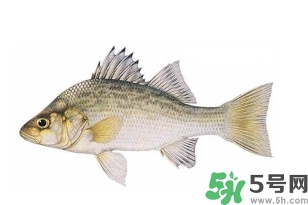 秋季適合吃什么魚？秋季吃魚的好處？