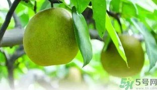 吃梨子喝水會(huì)拉肚子嗎？吃完梨子能喝水嗎？