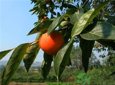 柿子皮能吃嗎?柿子皮的功效與作用 柿子皮能吃嗎?柿子皮的功效與作用