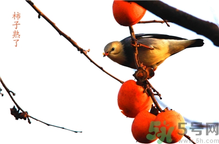 柿子皮能吃嗎?柿子皮的功效與作用 柿子皮能吃嗎?柿子皮的功效與作用