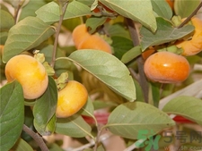 柿子皮能吃嗎?柿子皮的功效與作用 柿子皮能吃嗎?柿子皮的功效與作用