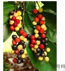 五月茶的功效 五月茶怎么吃？