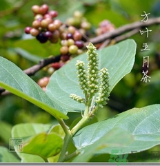五月茶的功效 五月茶怎么吃？