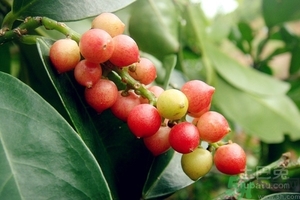 五月茶的功效 五月茶怎么吃？