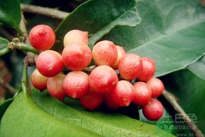 五月茶的功效 五月茶怎么吃？
